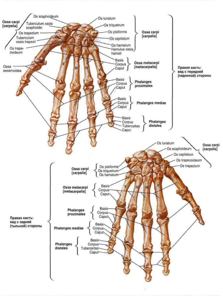 Фото строение руки человека с названиями костей кисти