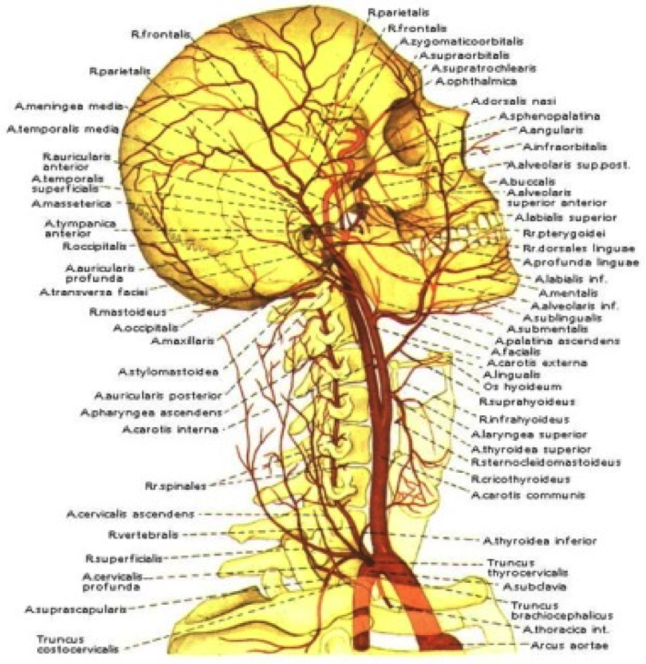 Сосуды головы и шеи отзывы. Кровоснабжение наружной сонной артерии. Наружная Сонная артерия анатомия ветви схема. Артерии головы и шеи полусхематично. Артерии шеи и головы области кровоснабжения.
