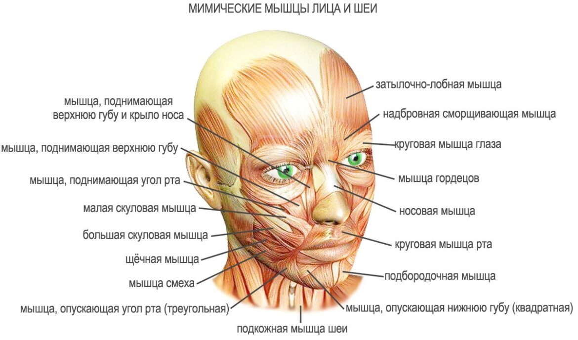 Как увеличить мышцы на фото