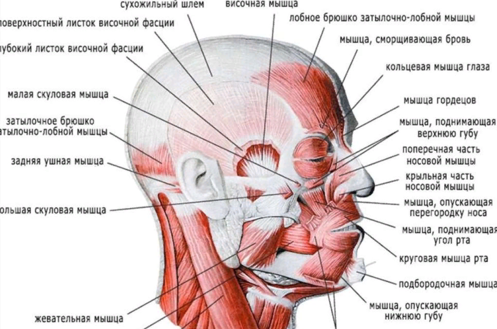 Мышцы лица фото с описанием и схемами для массажа